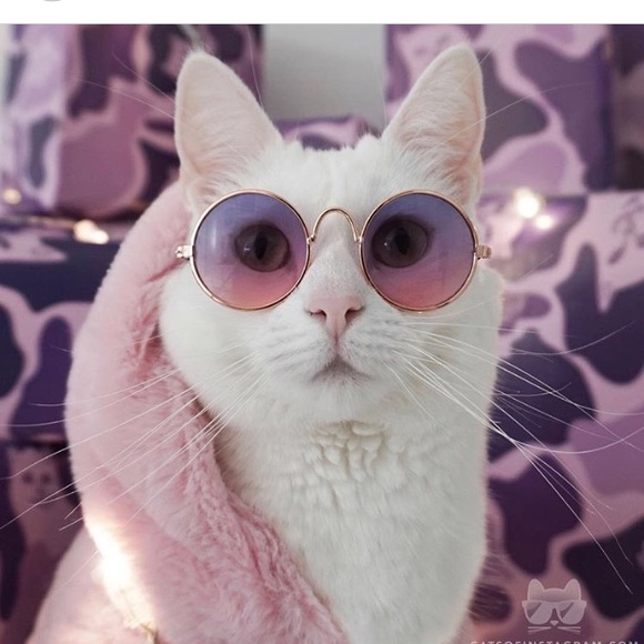 jazzcat1104